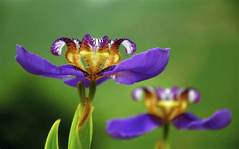Iris Flower Flowers Hd Wallpaper Peakpx