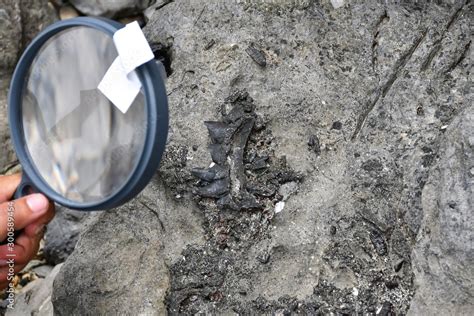 Archaeologists Are Using Tools And Equipment To Explore Fossils Found