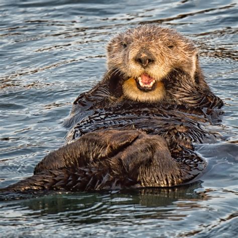 Sea Otter Faunafocus