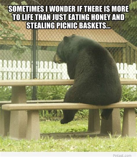 Funny Bear Quote 2014 Humor Pinterest