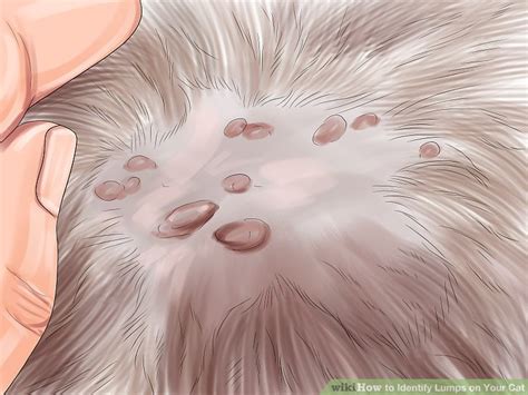 View instagram photos and videos for #cats. 3 Ways to Identify Lumps on Your Cat - wikiHow