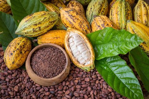 Kakao Kalorie Wartości Odżywcze I Wpływ Na Organizm Jakie Mają