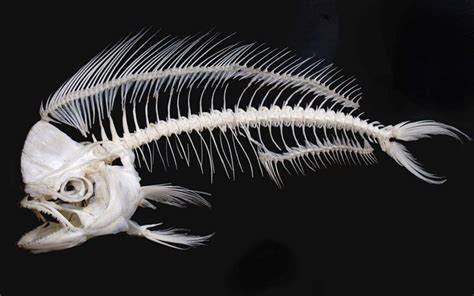 Résultat De Recherche Dimages Pour Skeleton Fish Животные Эскиз