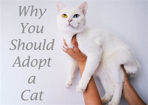 If you adopt the cat from a shelter or animal rescue they're usually tested and up to date on necessary vaccinations. Why You Should Adopt a Cat | Cat Mania