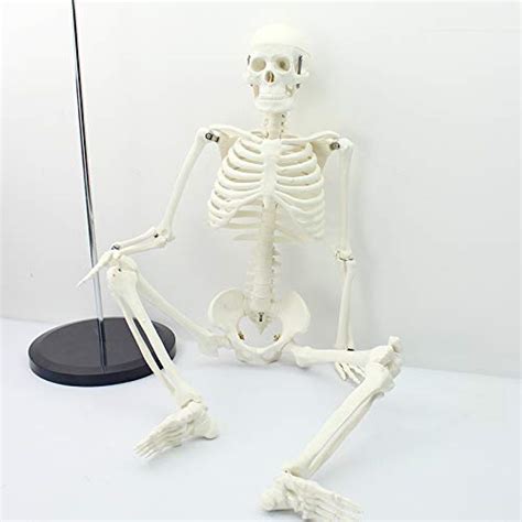 Buy Rrower Axis Scientific Human Skeleton Model Skull Skeleton Medical Life Sized 34 Model