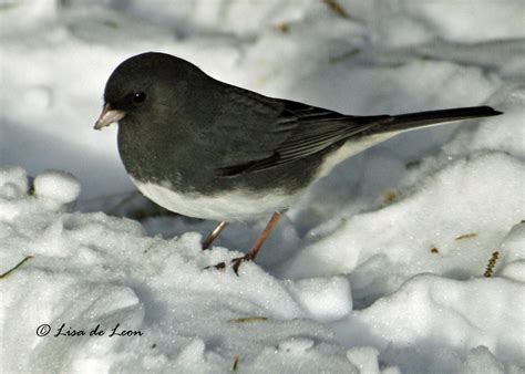 Start studying bird id 3: Birding with Lisa de Leon: Dark-eyed Junco