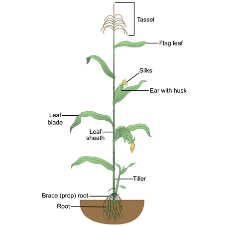 Corn Seedling Diagram