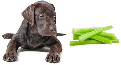 But the simple, quick answer to this question is yes. Can Dogs Eat Celery? A Complete Guide To Celery For Dogs