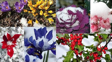 Wondering What To Grow In Winter Or If You Can Grow Anything At All