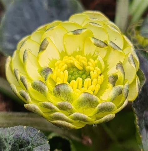 Ranunculus Ficaria Florence Farmyard Nurseries