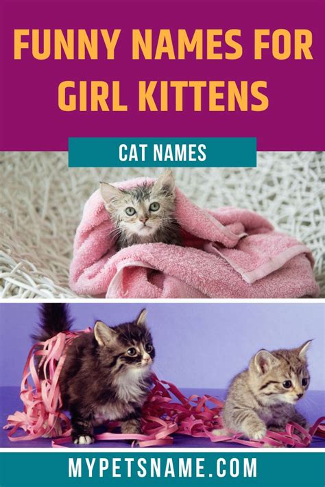 Pretty female cat names can have seemingly endless inspirations. Girl Funny Cat Names | Cat names, Funny cat names, Funny cats