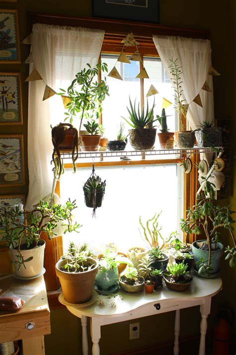It survives the best in full sun but can also tolerate shady areas and light frost in a cold environment. Nice Smelling House Plants. How to Make Your Home Smell ...