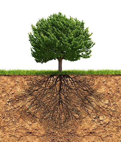 34500 Tree Roots In Soil Stock Photos Pictures And Royalty Free Images