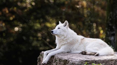 Arctic Wolf Background Hd Wallpapers 73964 Baltana