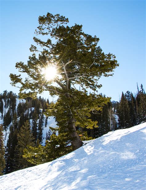 Fotos Gratis árbol Naturaleza Bosque Al Aire Libre Montaña Nieve