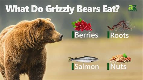 Grizzly Bear Poop Everything Youve Ever Wanted To Know A Z Animals