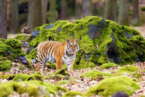 The Siberian Tiger Panthera Tigris Tigrisalso Called Amur Tiger