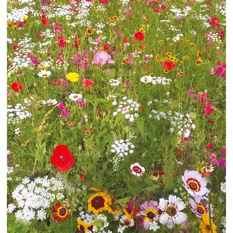 John Chamber Impact Coastal Annual Wildflower Seed Mix Impact