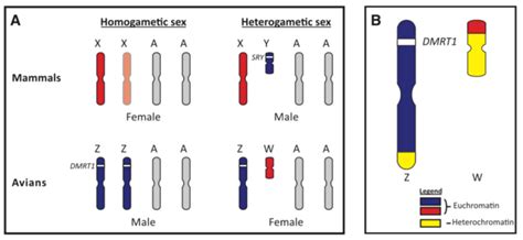 1 Mammalian And Avian Sex Chromosomes Chue And Smith 2011 A