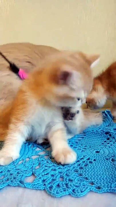 Baloo British Shorthair Kittens Golden Colour Video Dailymotion