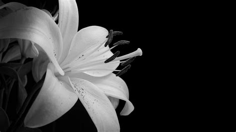 70 Hd Black And White Wallpapers For Free Download