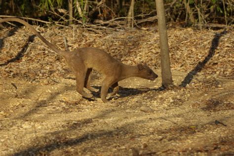Album Sightings Of The Male And Female Fossa