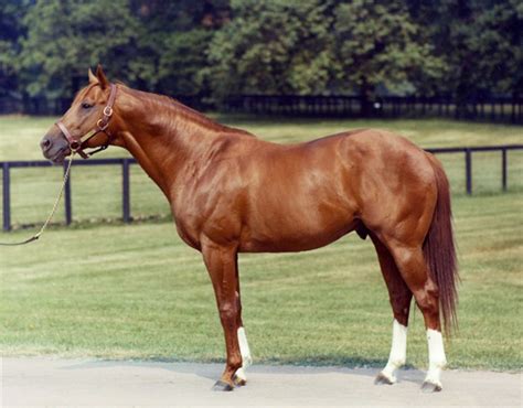 The Great American Thoroughbred And Triple Crown Winner Secretariat At