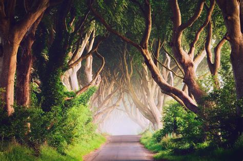 Ireland Road Trees Landscape Nature Wallpapers Hd