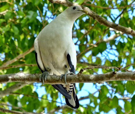 Awbirder Always On The Lookout For Fine Birds North Queensland