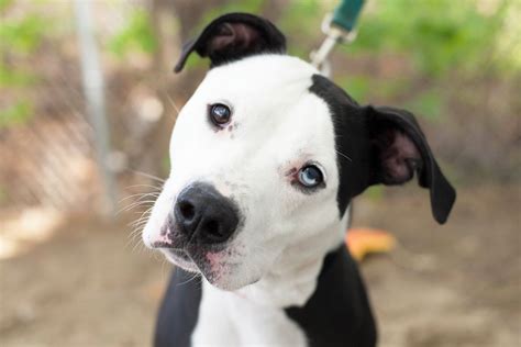 Puppies For Rescue In Maine - How To Adopt From Aws Animal Welfare