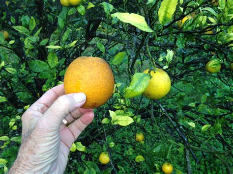 6 Ways Citrus Greening Research Is Fighting to Save the Florida Citrus Industry - Uncle Matt's ...