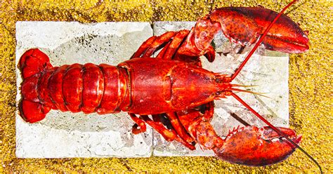 Lobster Nutrition Is It Good For You And How Much Is Ok To Eat
