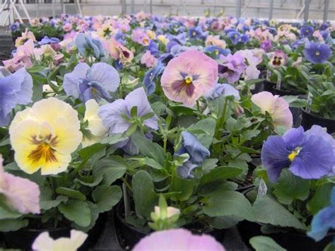 Pansy Delta Cotton Candy Mix Moss Greenhouses