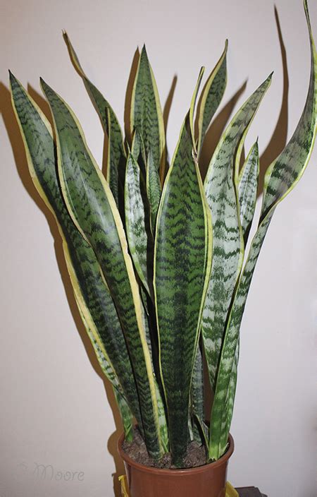Check spelling or type a new query. Snake Plant Care - How to Grow Sansevieria Trofascoata Plant