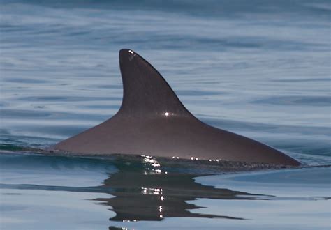 Last Chance For The Vaquita Worlds Most Endangered Marine Mammal Gets