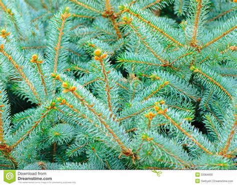 Blue Spruce Pine Fir Tree Stock Photo Image Of Conifer