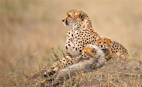 Wildlife Picture Of Cheetah With Cubs In Maasai Mara
