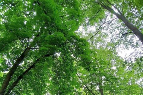 Climate Change In The Forests Of Northern Germany Team Finds