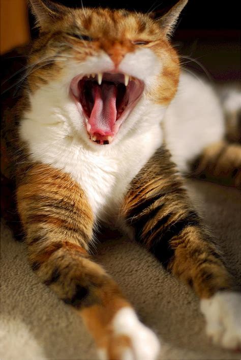 Calico Cat Yawn Feline Yawning Tired Cute Funny Adorable Furry