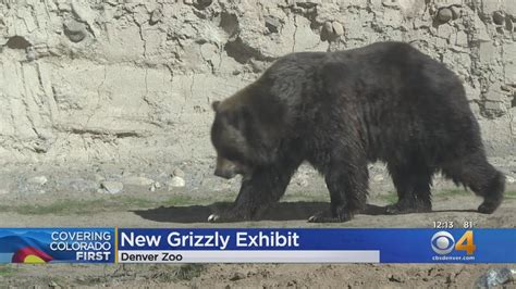 New Grizzly Bear Exhibit Opens At Denver Zoo Youtube