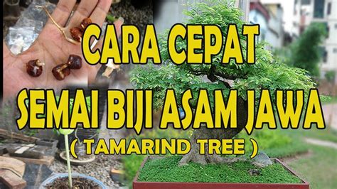 Cara Cepat Semai Biji Asam Jawa Tamarind Tree Youtube
