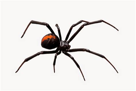 Red Back Spider Clipart Free Images At Vector Clip Art