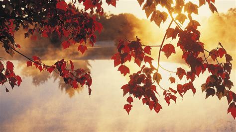 Red Maple Leaves Leaves Sunlight Lake Calm Hd Wallpaper Wallpaper