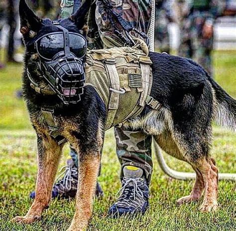 Mwd With The Gear On Waiting For Something Interesting To Happen