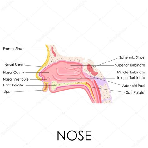 Anatomia Del Naso Umano Grafica Vettoriale © Stockshoppe 42345239