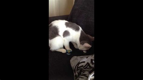 The Cat Who Likes Baby Pacifiers Youtube