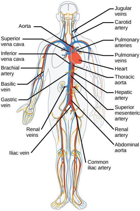 Circulatory and Respiratory Systems · Concepts of Biology