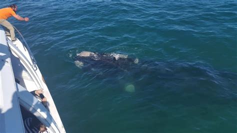 Whale Watching Trips - Choose one of the many Whale Watching trips we offer