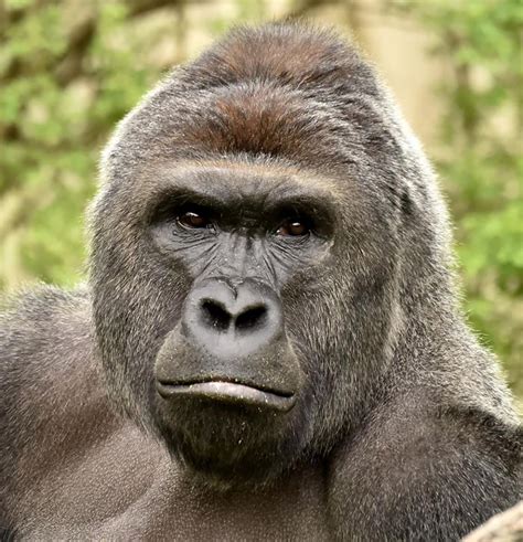 Grief Over Gorillas Death Turns To Outrage Prosecutors Office To