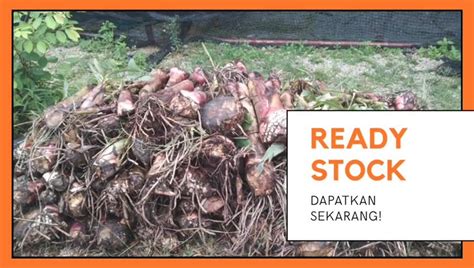 Sesuai dengan peranan utama syarikat sebagai pemangkin dan penjana pertumbuhan industri bioteknologi di negeri kelantan, maka nama syarikat telah ditukar kepada kelantan biotech corporation sdn bhd pada bulan march, 2007. READY STOCK !! READY STOCK!! APA YANG... - Kelantan ...